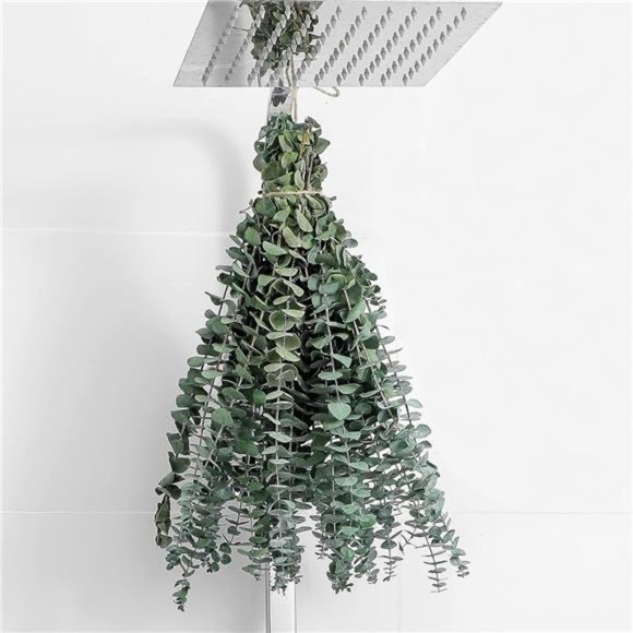 10Pcs Dried Eucalyptus Stems 17" Real Eucalyptus 100% Made From Fresh Eucalyptus - Picture 1 of 6